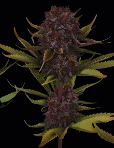 Semi di Purple Lemonade Auto RF3 (FastBuds) 🍋 Alto THC 2