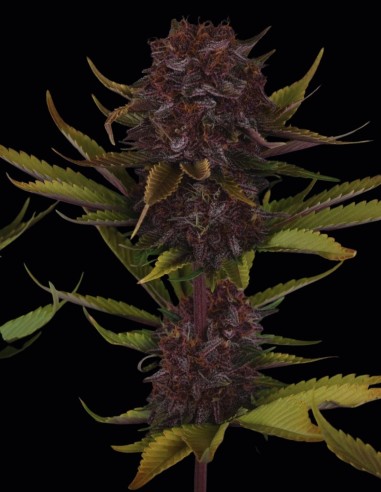 Semi di Purple Lemonade Auto RF3 (FastBuds) 🍋 Alto THC