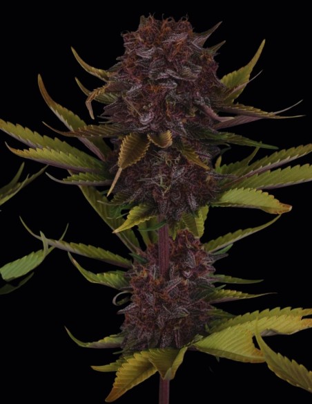 Semi di Purple Lemonade Auto RF3 (FastBuds) 🍋 Alto THC