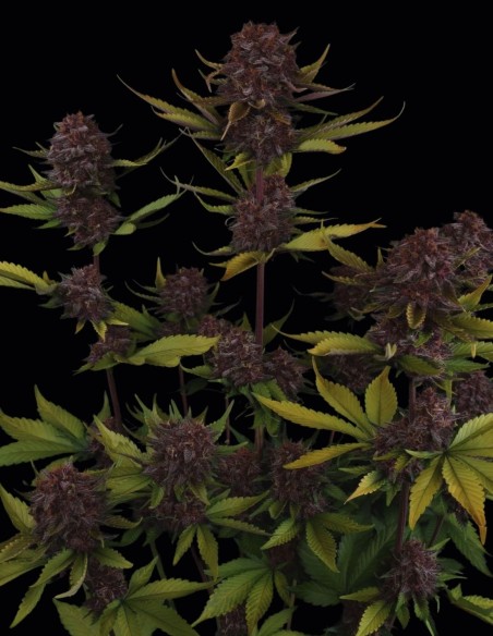 Semi di Purple Lemonade Auto RF3 (FastBuds) 🍋 Alto THC