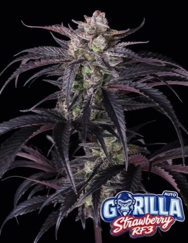 Semi di Strawberry Gorilla Auto RF3 (FastBuds) 🍓 Sapore Intenso