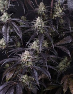 Semi di Strawberry Gorilla Auto RF3 (FastBuds) 🍓 Sapore Intenso 2