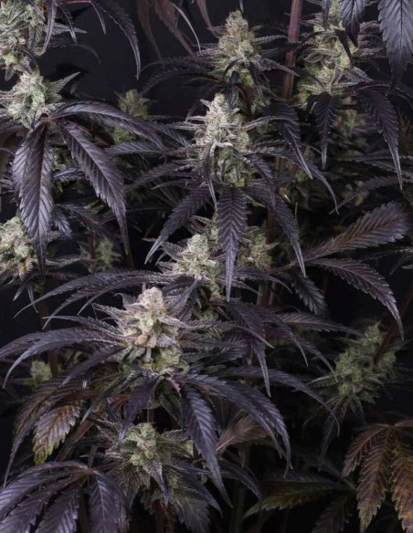 Semi di Strawberry Gorilla Auto RF3 (FastBuds) 🍓 Sapore Intenso