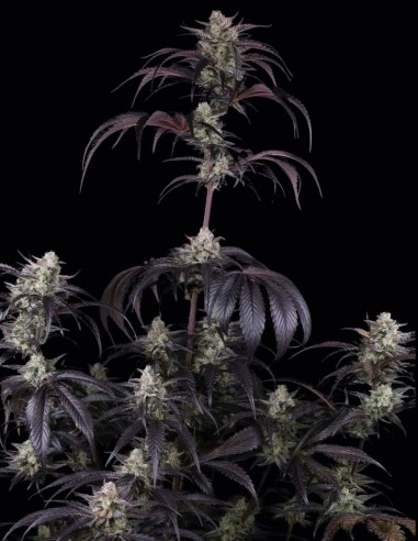 Semi di Strawberry Gorilla Auto RF3 (FastBuds) 🍓 Sapore Intenso