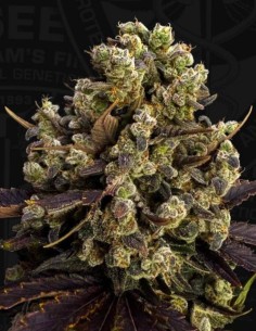 Semi di BubbleDawg (T.H. Seeds) 🍬 Dolce Sapore OG 2