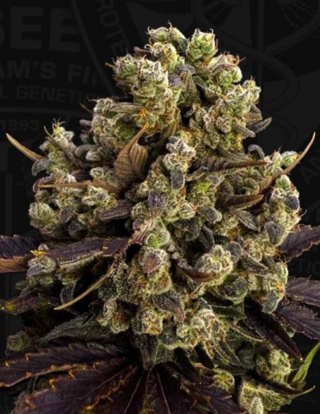 Semi di BubbleDawg (T.H. Seeds) 🍬 Dolce Sapore OG