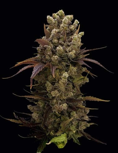 Semi di BubbleDawg (T.H. Seeds) 🍬 Dolce Sapore OG