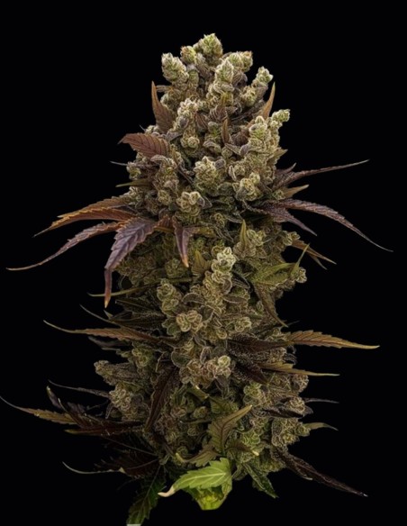 Semi di BubbleDawg (T.H. Seeds) 🍬 Dolce Sapore OG