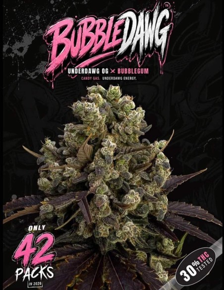Semi di BubbleDawg (T.H. Seeds) 🍬 Dolce Sapore OG
