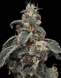 Safari Boat Seeds (Commonwealth Seed Co) 🌿 Big Yields