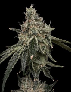 Superberry Seeds (Commonwealth Seed Co) 🍓 Colorful