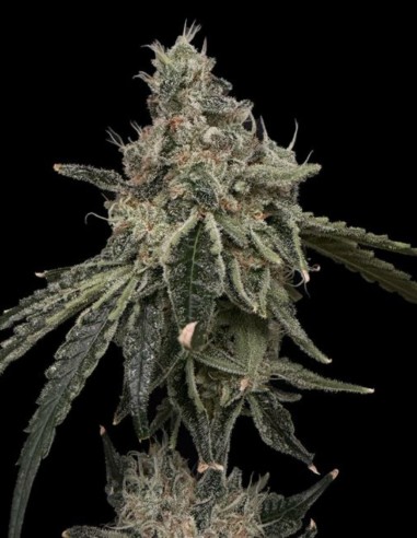 Superberry Seeds (Commonwealth Seed Co) 🍓 Colorful