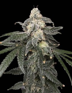 Thornberry Pie Seeds (Commonwealth Seed Co) 🌿 Resinous