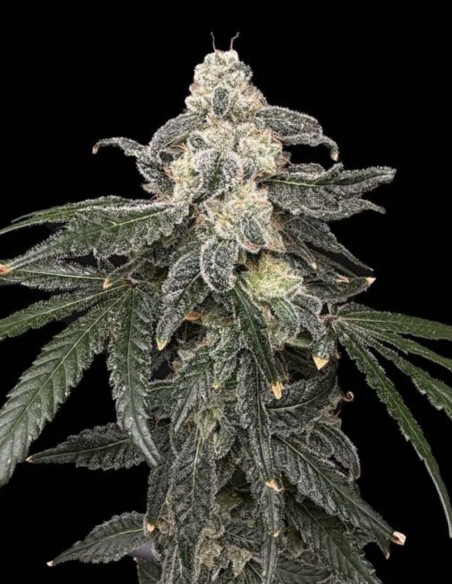 Thornberry Pie Seeds (Commonwealth Seed Co) 🌿 Resinous