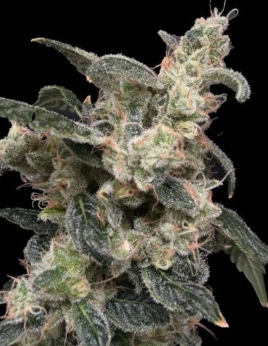 Bramble Jam Seeds (Commonwealth Seed Co) 🌴 Fruity Power