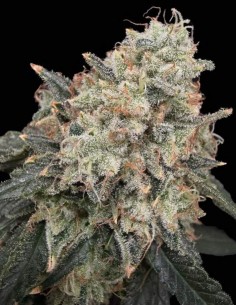 Thornberry Thicket Seeds (Commonwealth Seed Co) 🌿 Huge Yields