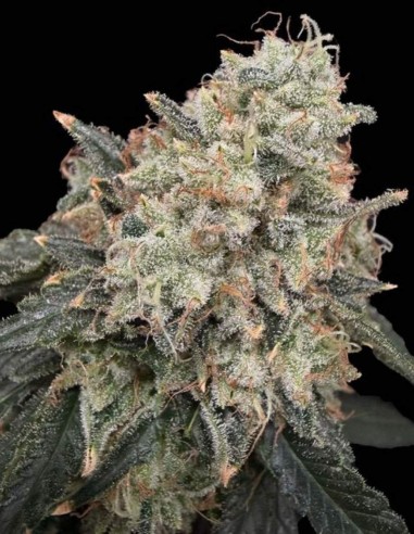 Thornberry Thicket Seeds (Commonwealth Seed Co) 🌿 Huge Yields