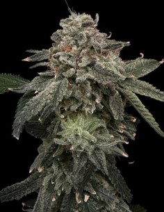 Semillas Briar Patch (Commonwealth Seed Co) 🍓 Explosión de sabor
