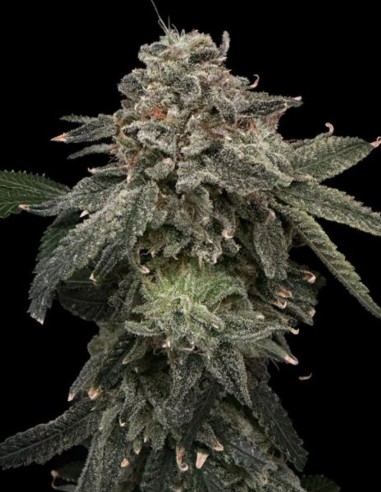 Semillas Briar Patch (Commonwealth Seed Co) 🍓 Explosión de sabor