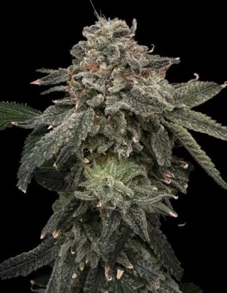 Semillas Briar Patch (Commonwealth Seed Co) 🍓 Explosión de sabor