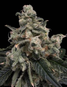 Semillas Strawberry Honeycombz (Commonwealth Seed Co) 🍓 Dulce
