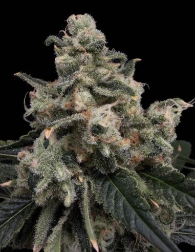 Semillas Strawberry Honeycombz (Commonwealth Seed Co) 🍓 Dulce