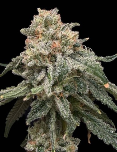 Semillas Grape Goblin (Commonwealth Seed Co) 🍇 Dulces