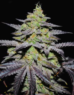 GR-APE Seeds (Delicious Seeds) 💥 Extreme THC