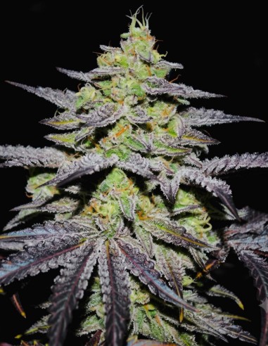 GR-APE Seeds (Delicious Seeds) 💥 Extreme THC