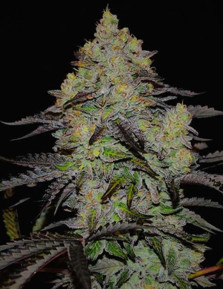 Zinnapple Seeds (Delicious Seeds) 🍒 Sweet Power