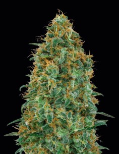 Blueberry Fast (00Seeds) Feminized Seeds | Up To 30% Off
