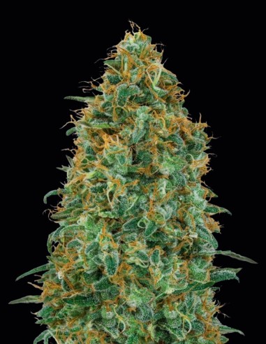 Acheter Blueberry Fast de 00 Seeds - Oaseeds