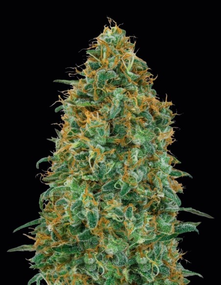 Blueberry Fast (00Seeds) Feminized Seeds | Up To 30% Off