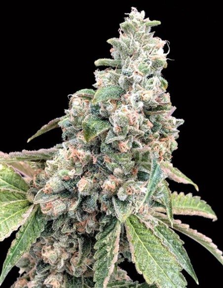 Harlequin CBD von 00 Seeds Hanfsamen | Oaseeds