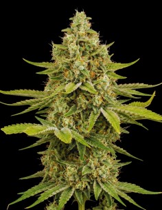 Semi di OG Kush (Bulk Legacy) 🌿 Potenza classica