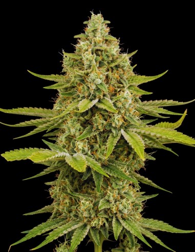 OG Kush Seeds (Bulk Legacy) 🌿 Classic Power