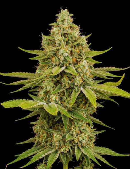 OG Kush Seeds (Bulk Legacy) 🌿 Classic Power
