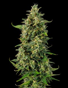 Semi di OG Kush Auto (Bulk Legacy) 🌿 Compatta e ad alta resa
