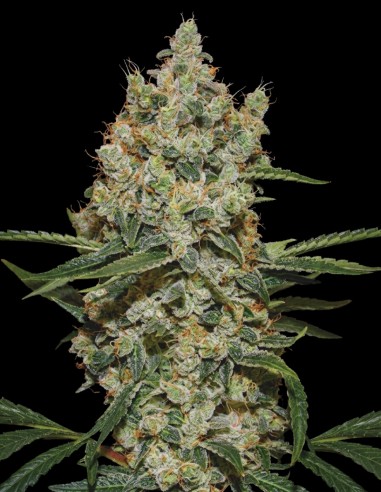Semi di Super Silver Haze (Bulk Legacy) ⚡ Energia Sativa