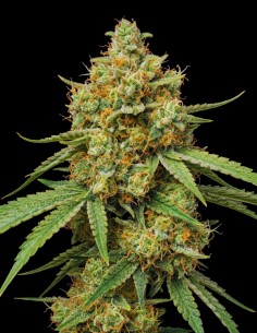Green Crack Seeds (Bulk Legacy) ⚡ Energy Boost