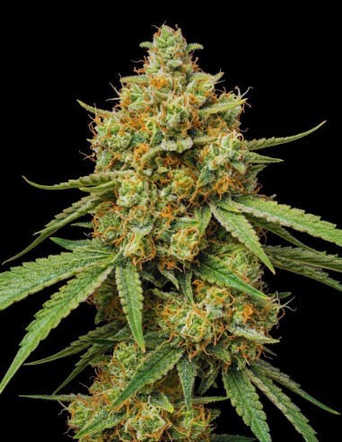 Green Crack Seeds (Bulk Legacy) ⚡ Energy Boost