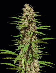 Semi Black Domina 98 x ErdPurt (Ace Seeds) 🌿 Rilassante
