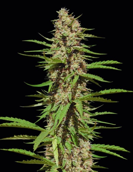 Semi Black Domina 98 x ErdPurt (Ace Seeds) 🌿 Rilassante