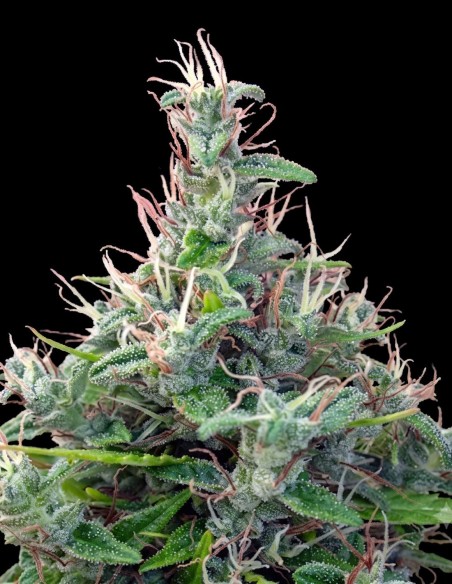 Lebanese Regular CBD Samen (Ace Seeds) 🌿 Reine Landrasse
