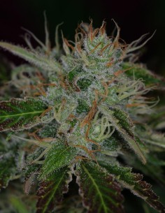Semi di Chernobyl (SubCool's The Dank) ⚡ Energia Sativa
