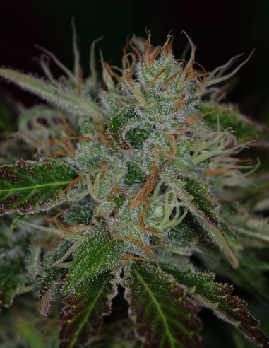 Chernobyl Samen (SubCool's The Dank) ⚡ Sativa-Energie