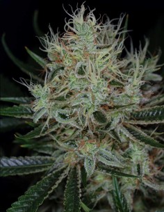 Semi di Jack The Ripper (SubCool's The Dank) 🍋 Esplosione Agrumata