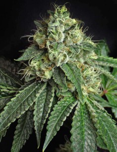 Semi di Jesus OG (SubCool's The Dank) 🌿 Potenza Kush