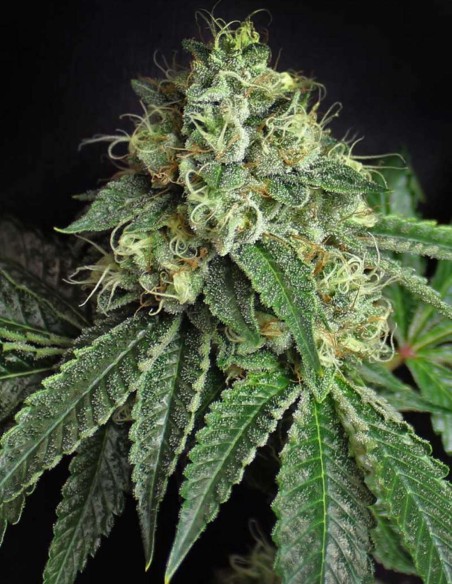 Semi di Jesus OG (SubCool's The Dank) 🌿 Potenza Kush