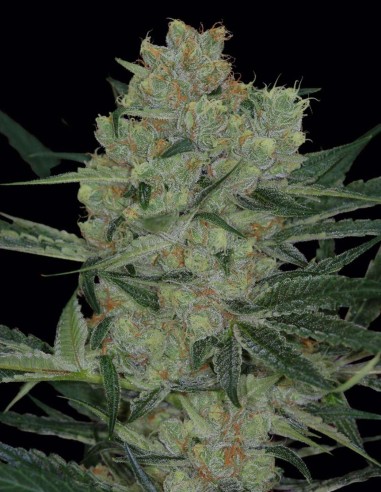 Semi Cheese Quake (SubCools The Dank) 🧀 Sapore intenso
